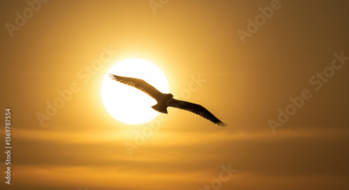seagull in the sunset