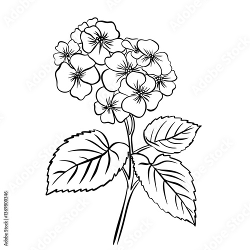 Obraz na płótnie Phlox Flower with leaves. Isolated vector botanical illustration: retro, vintage, hand drawn, black and white, outline. For wedding invitation, card, print, tattoo. Beautiful vector illustration w salonie