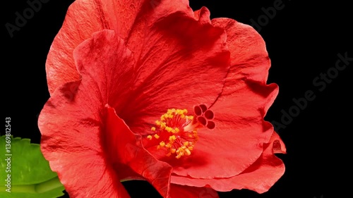 Timelapse blooming with gradual zoom-in of a red hibiscus blooming taken indoors in a studio with a black background