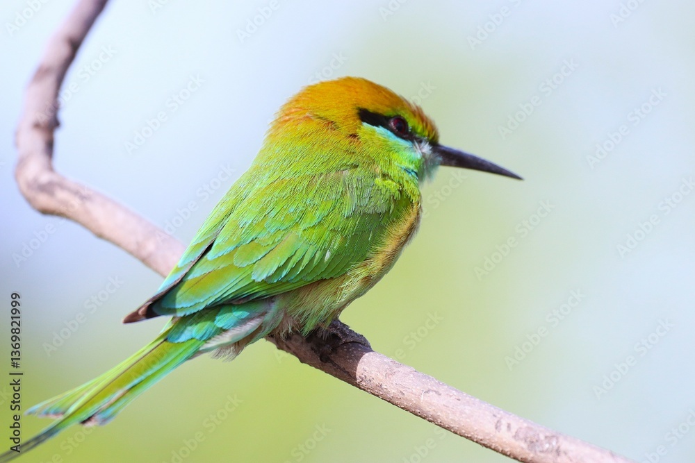 Fototapeta premium bee eater bird