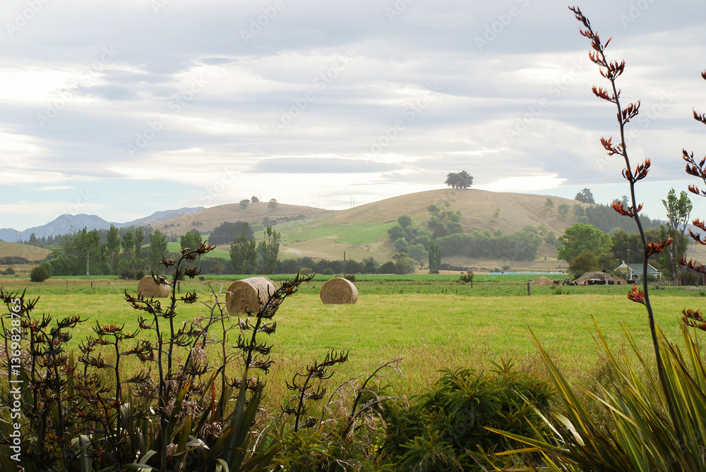 Native NZ flax in bloom. Hay bales in the green field. Otago. New Zealand.