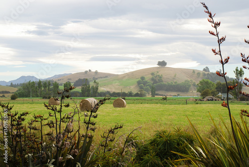 Obraz na płótnie Native NZ flax in bloom. Hay bales in the green field. Otago. New Zealand. w salonie