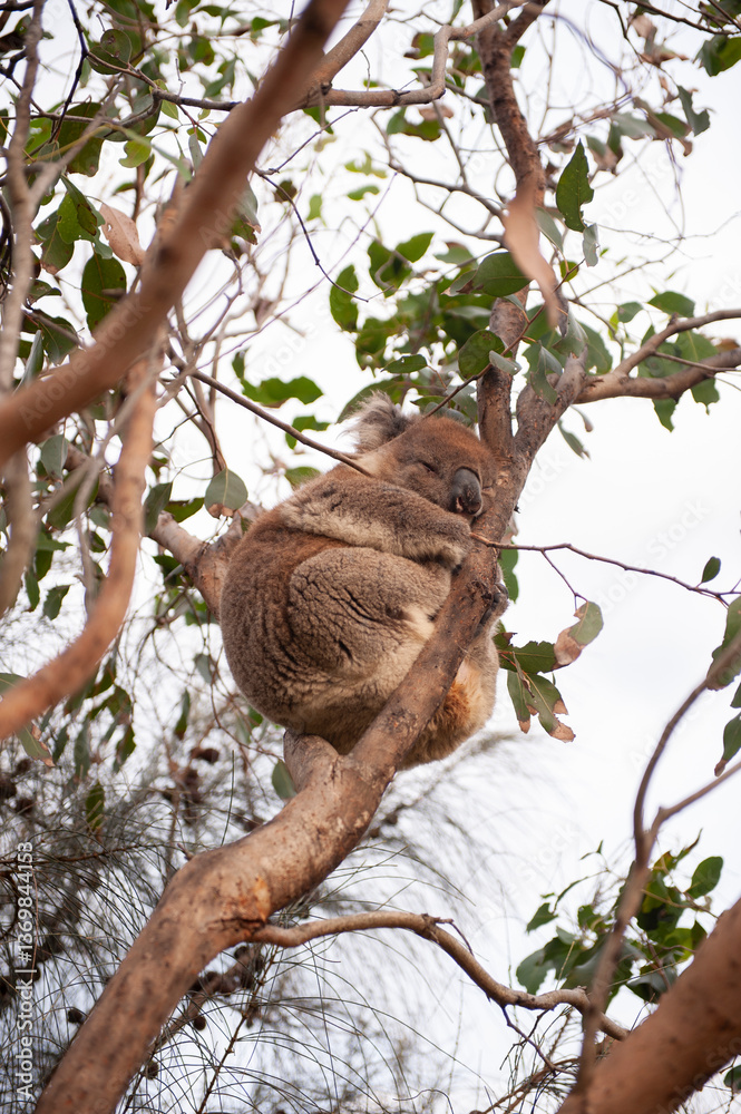 Fototapeta premium Koala sleeping in it's natural habitat