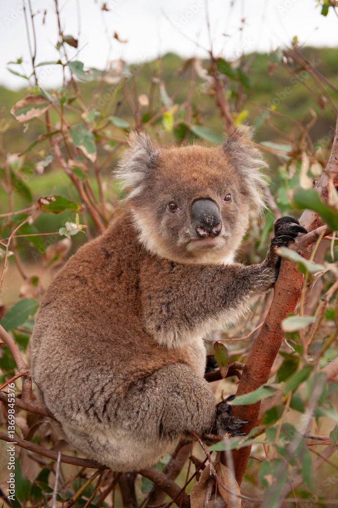 Fototapeta premium Koala in it's natural environment, Aire River, Great Ocean Road, Victoria, Australia