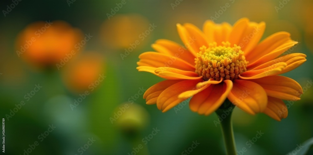 Fototapeta premium Close-up of Acmella oleracea plant flowers in a controlled environment, plant, leaves