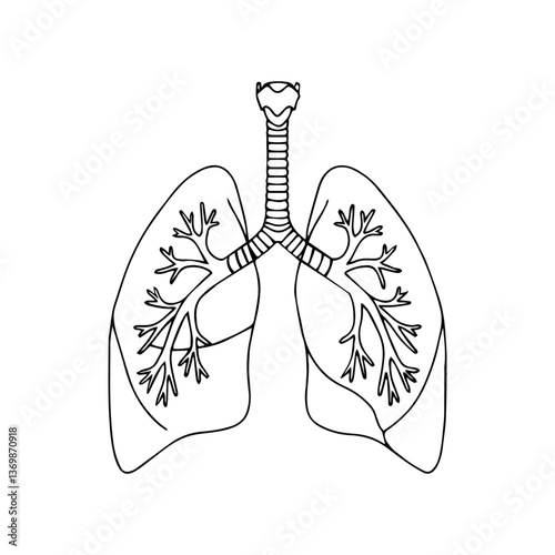 vector illustration of human lungs