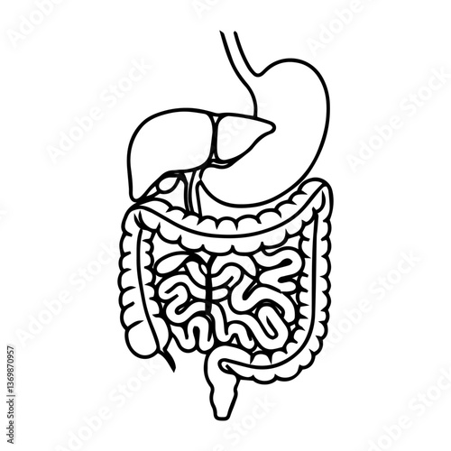 Simple Diagram of the Human Abdominal Area
