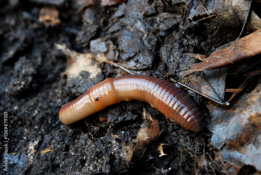 a large earthworm crawls out of the black soil in a spring forest a large earthworm crawls out of the black soil in a spring forest