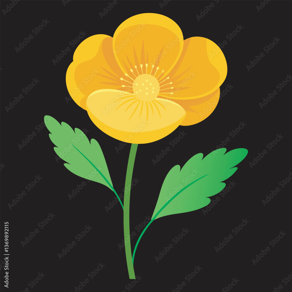 Fototapeta premium Buttercup vector art.