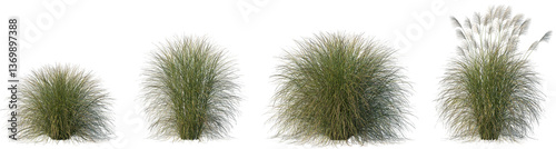 Set of Miscanthus sinensis Gracillimus (Maiden Grass) isolated frontal png on a transparent background perfectly cutout photo