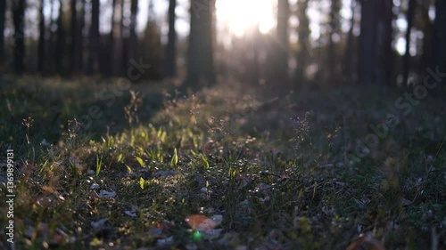 Camera panning over forest grass, rays of rising sun