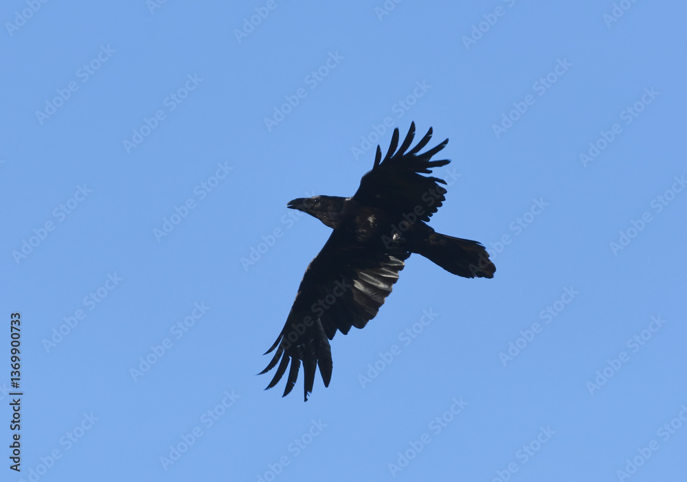 Fototapeta premium Raven (corvus corax) flying in the sky in spring.