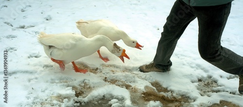 Konstfotografi Geese attack or defend themselves against humans