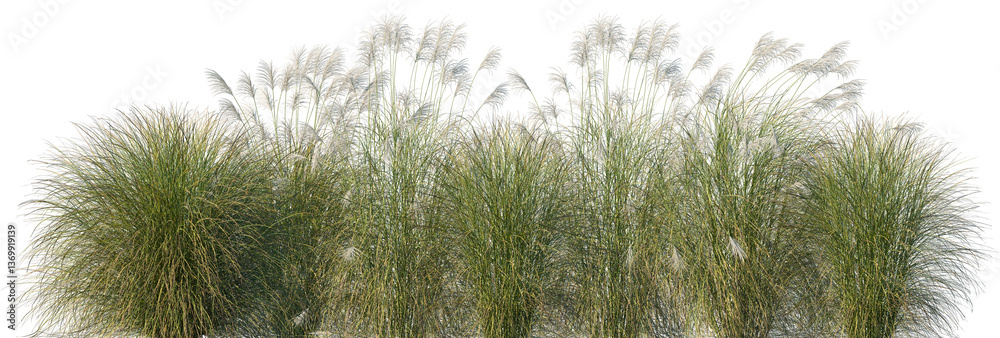 Ταπετσαρία Set of Miscanthus sinensis Gracillimus (Maiden Grass) isolated frontal png on a