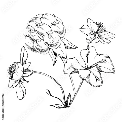 Cloudberry raspberry with white flowers, ripe Scandinavian forest berry on stems hand drawn vector ink. Boutonniere isolated botanical illustration. Restaurant, dessert cafe menu, farmers market