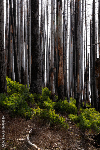 Картината върху платно Burnt forest in Columbia River Gorge near Herman Creek Trail, Oregon, showing sc