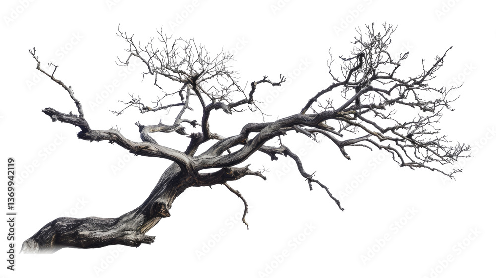 Obraz premium Resilient Branch: A stunning, weathered tree branch, stark against the light, its twisted form narrating stories of time and endurance. The intricate network of twigs reaches.