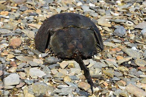 Horseshoe Crab Resting on a Stone Beach