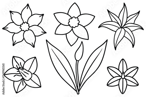 Daffodil leaf line art illustration for floral designs (2)