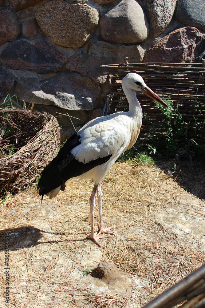 Obraz premium White stork standing near a stone wall in a natural setting during daylight hours