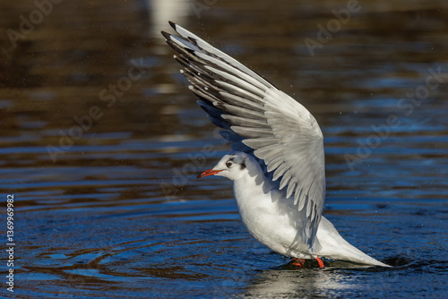 Lachmöwe (Larus ridibundus)