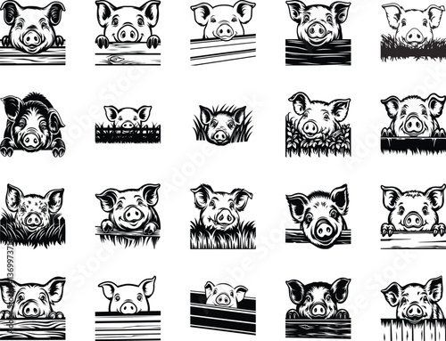Peeking Pig Head