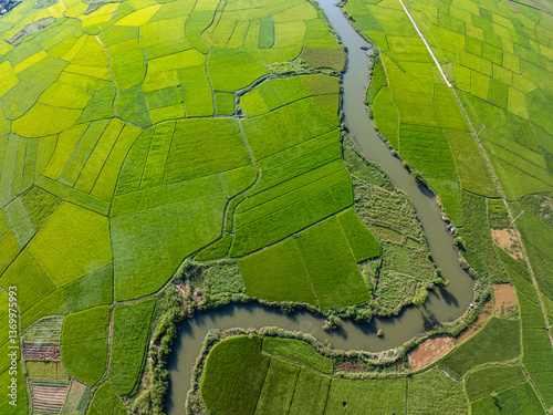 Canvastavla Top view Rice fields in harvest season,High angle view over countryside at north