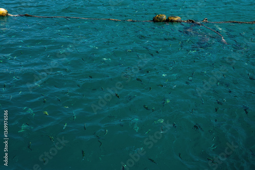 fish swimming in the clear turquoise sea