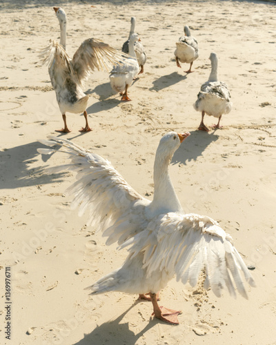 Geese spread their wings on the white sand of a Thai beach