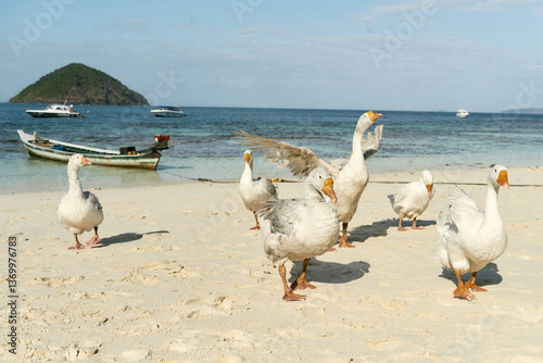 white geese on thailand beach, blue horizon, boat
