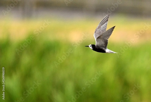 Trauerseeschwalbe im Flug photo