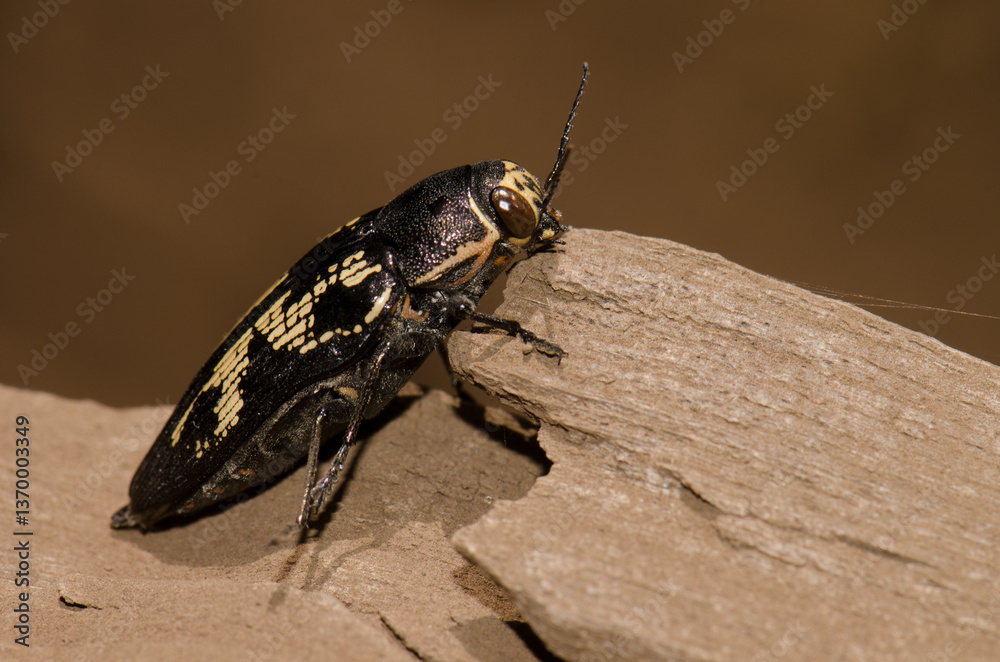 Obraz premium Jewel beetle Buprestis bertheloti. Cueva Corcho. Valleseco. Gran Canaria. Canary Islands. Spain.