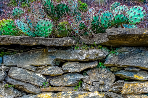Mur de pierres sèches en Valais et cactus Opuntia.