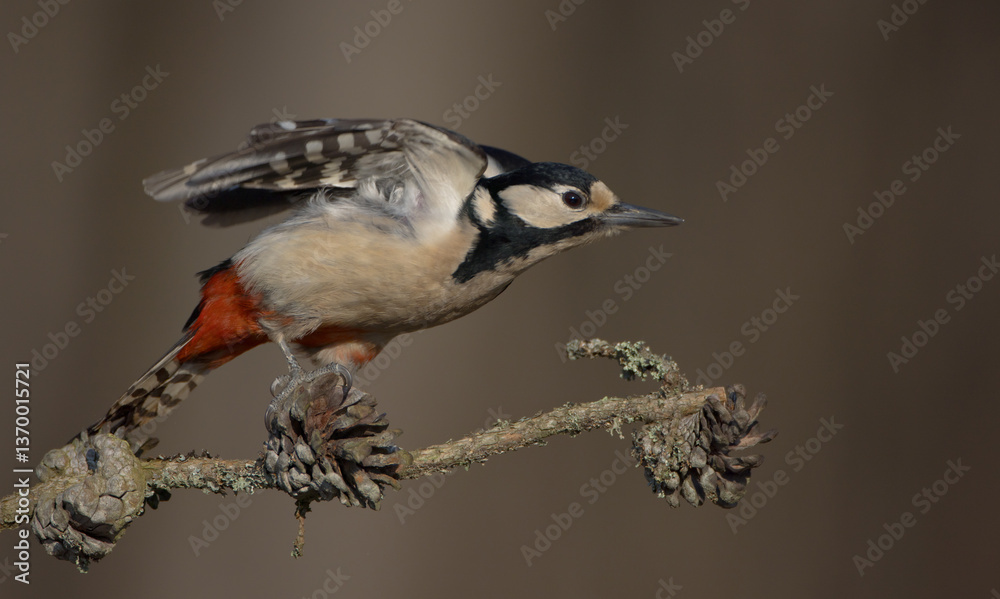 Fototapeta premium Great Spotted Woodpecker - female - in the wet forest in winter