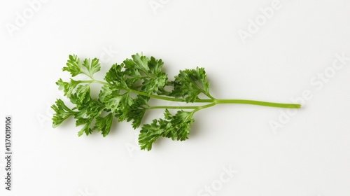 Fresh Parsley Sprig on White Background photo