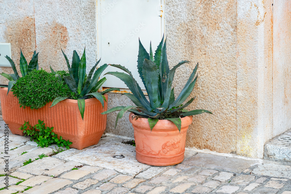 Naklejka premium large pots with Mediterranean green plant Agave for landscaping stone streets, Rovinj, Croatia