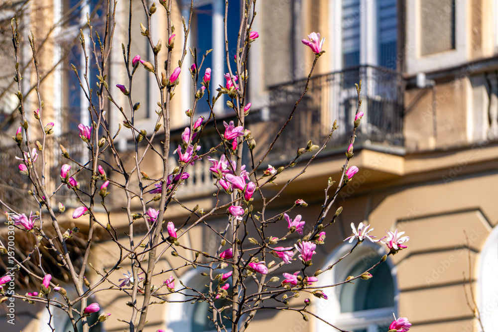 Fototapeta premium beautiful, huge and impressive pink flowers of a magnolia bush growing by the river in the city with a view of the architecture. first signs of spring on the streets in the city. nature.