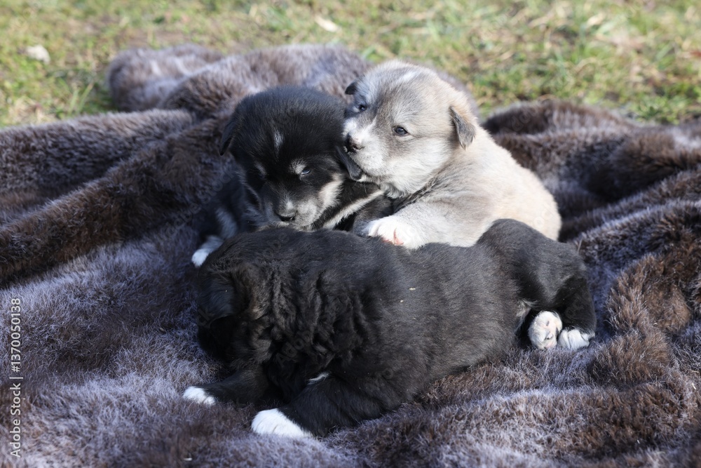 Obraz premium Cute tiny puppies on brown blanket outdoors