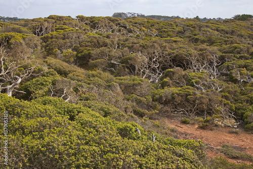 Obraz na płótnie Vegetation at the coast in Torquay, Victoria, Australia
w salonie