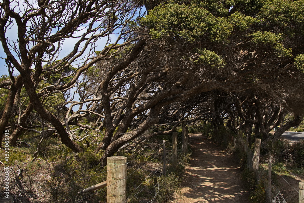Hiking track at the coast in Anglesea, Victoria, Australia