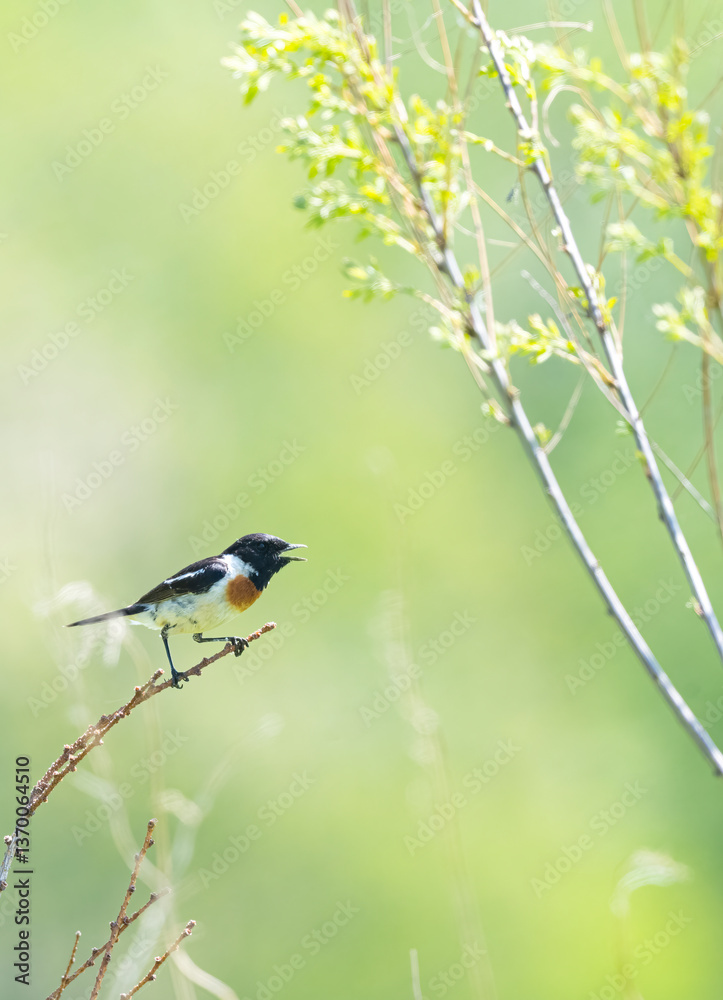 Obraz premium 野鳥