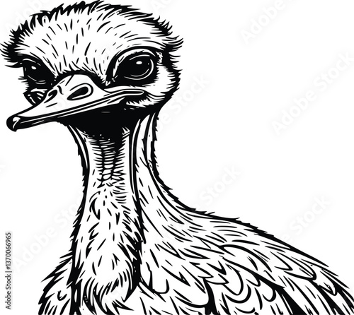 vector illustration of an ostrich