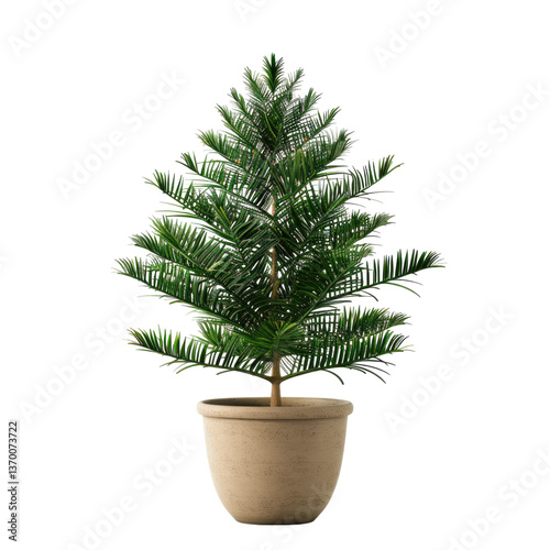 Houseplant norfolk island pine no background