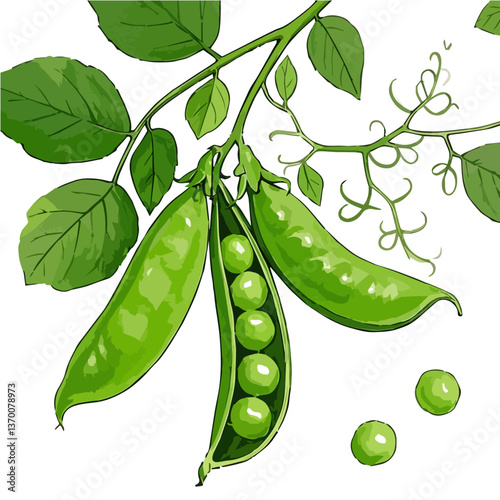 Vegetables hand drawn vector illustration. Vegetable packaging material, organic, fresh and healthy.