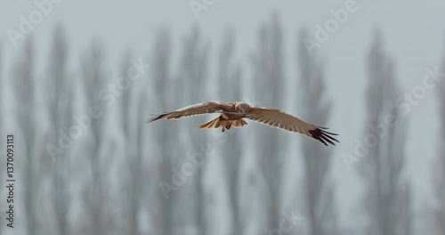 Tagged western marsh harrier building a nest