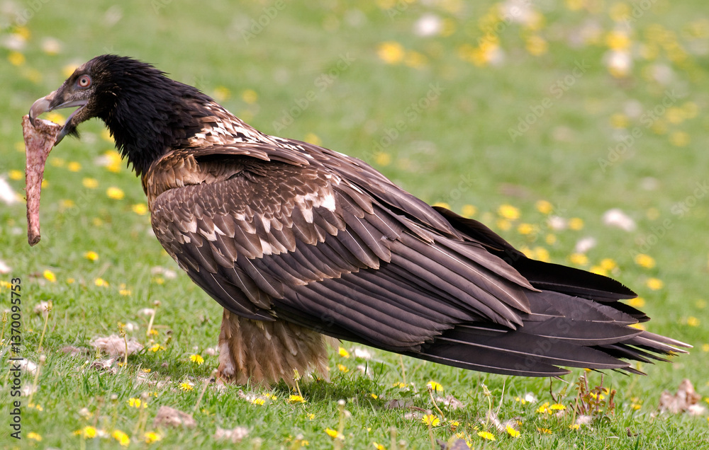 Fototapeta premium Gypaète barbu,.Gypaetus barbatus, Bearded Vulture,