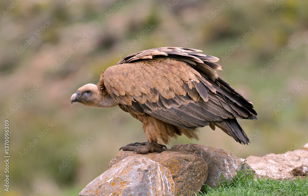 Naklejka premium Vautour fauve,.Gyps fulvus, Griffon Vulture, Pyrénées Atlantiques
