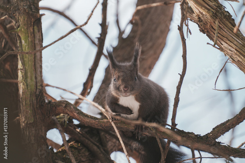 Close-Up of Brown Squirrel Sitting on a Tree Branch, Staring and Gazing