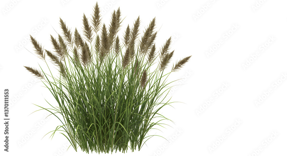 Obraz premium Grass isolated on white background