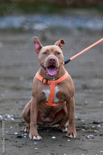 Adorable Pit Bull Terrier with Tongue Out on Sandy Beach